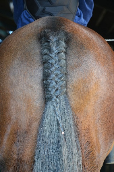 Horse Tail