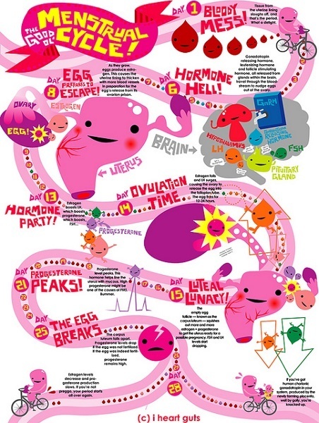 Menstrual Cycle