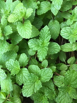 mint leaves