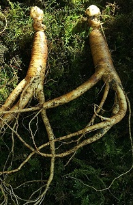 Ginseng