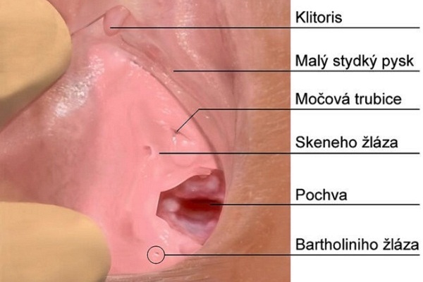 Skene glands