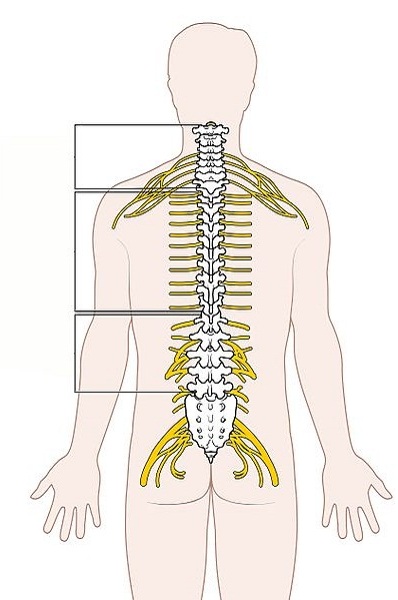 Spinal Cord