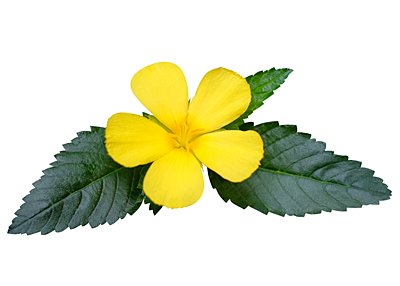 Damiana Leaf